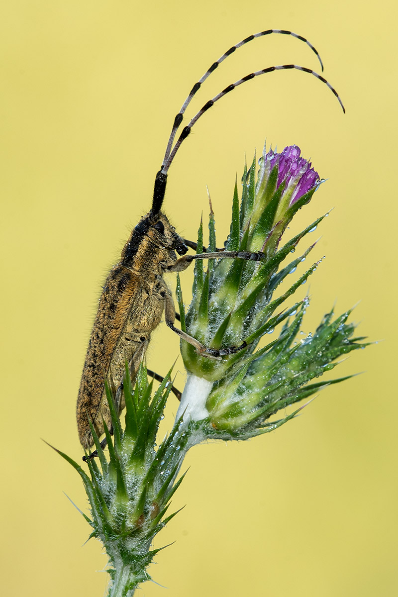 Cerambycidae: Agapanthia sicula malmerendi, femmina